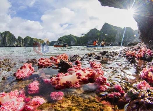 Bảo trì luồng lạch Vịnh Hạ Long